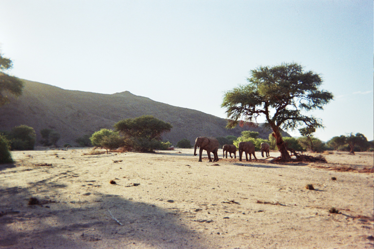 Damaraland landscape with desert-adapted elephants