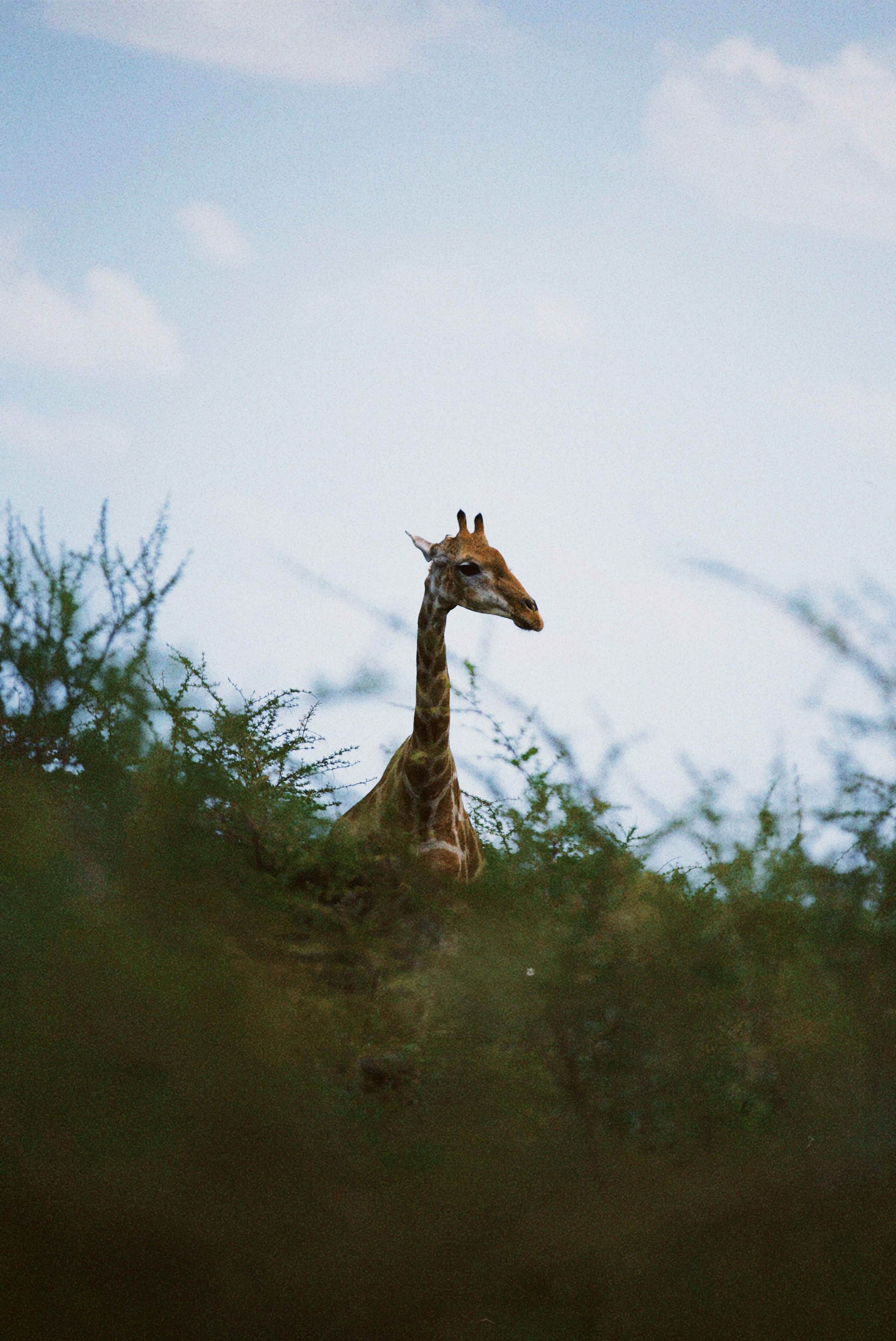 giraffe
