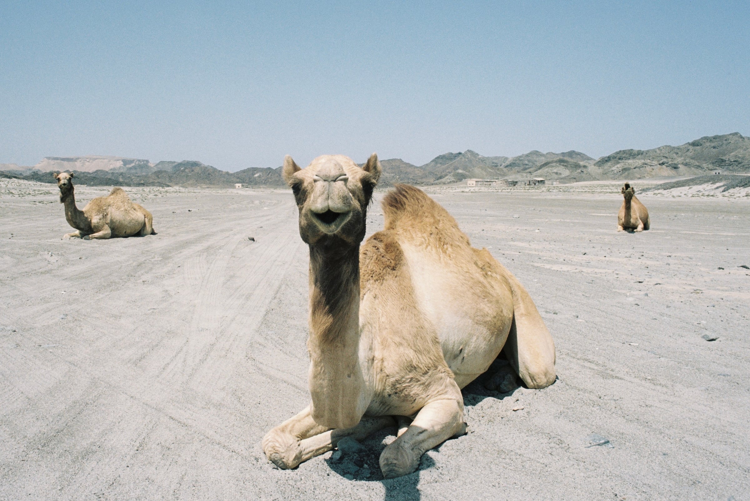 camels